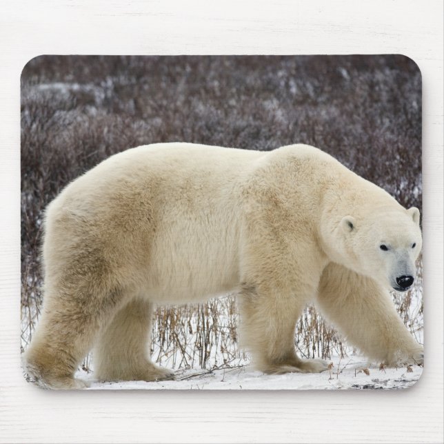 Polar Bear Ursus maritimus) in Churchill Mouse Mat (Front)