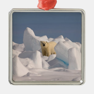 polar bear, Ursus maritimus, in rough ice Metal Tree Decoration