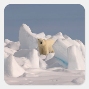 polar bear, Ursus maritimus, in rough ice Square Sticker