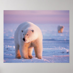 polar bear, Ursus maritimus, large boar on the Poster