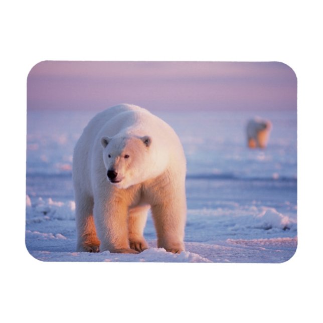polar bear, Ursus maritimus Magnet (Horizontal)