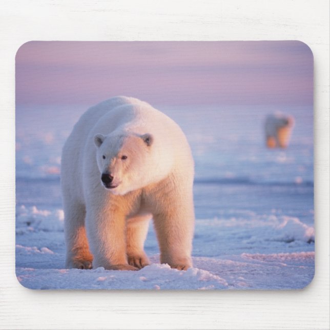 polar bear, Ursus maritimus Mouse Mat (Front)
