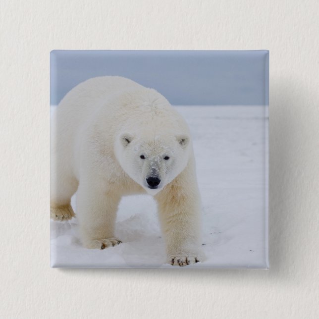 polar bear, Ursus maritimus, on ice and snow, 15 Cm Square Badge (Front)