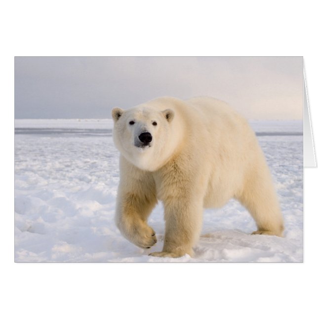 polar bear, Ursus maritimus, on ice and snow, 2 (Front Horizontal)