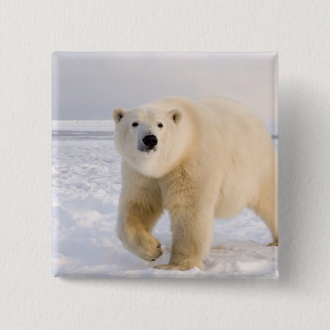 polar bear, Ursus maritimus, on ice and snow, 2 15 Cm Square Badge (Front)
