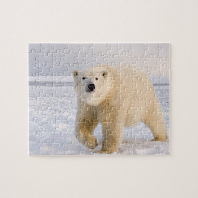 polar bear, Ursus maritimus, on ice and snow, 2 Jigsaw Puzzle (Horizontal)