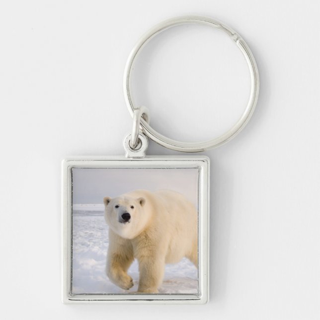 polar bear, Ursus maritimus, on ice and snow, 2 Key Ring (Front)
