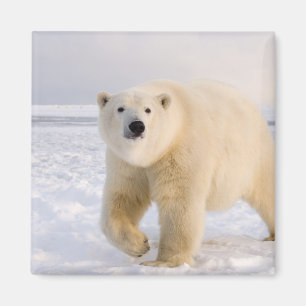 polar bear, Ursus maritimus, on ice and snow, 2 Magnet