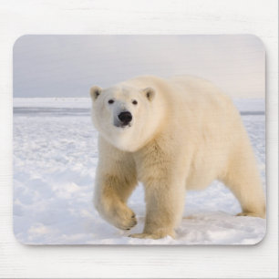 polar bear, Ursus maritimus, on ice and snow, 2 Mouse Mat