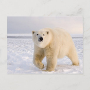 polar bear, Ursus maritimus, on ice and snow, 2 Postcard