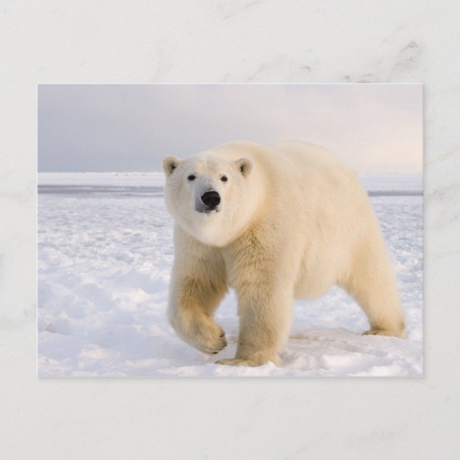 polar bear, Ursus maritimus, on ice and snow, 2 Postcard (Front)