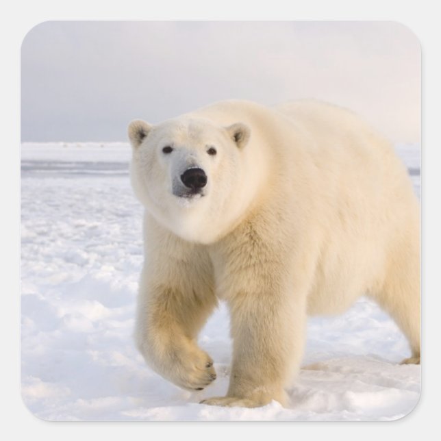 polar bear, Ursus maritimus, on ice and snow, 2 Square Sticker (Front)