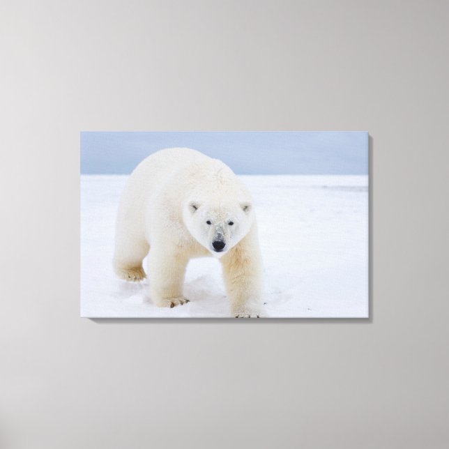 polar bear, Ursus maritimus, on ice and snow, Canvas Print (Front)
