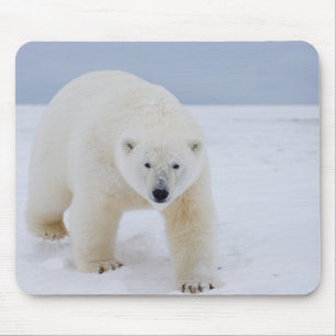polar bear, Ursus maritimus, on ice and snow, Mouse Mat