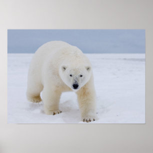 polar bear, Ursus maritimus, on ice and snow, Poster