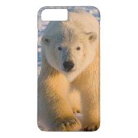 polar bear, Ursus maritimus, polar bear on ice