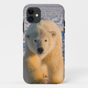 polar bear, Ursus maritimus, polar bear on ice iPhone 11 Case