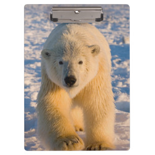 polar bear, Ursus maritimus, polar bear on ice Clipboard