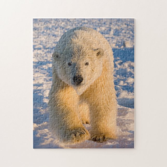 polar bear, Ursus maritimus, polar bear on ice Jigsaw Puzzle (Vertical)