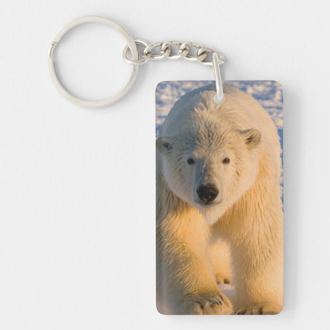 polar bear, Ursus maritimus, polar bear on ice Key Ring (Front)
