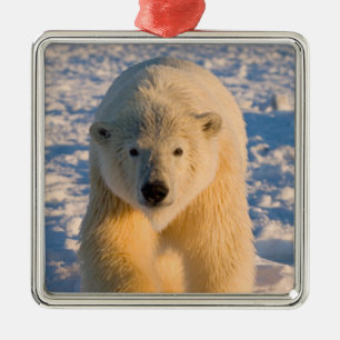 polar bear, Ursus maritimus, polar bear on ice Metal Tree Decoration
