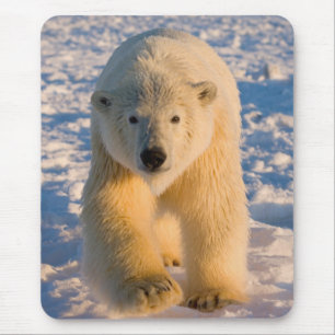 polar bear, Ursus maritimus, polar bear on ice Mouse Mat
