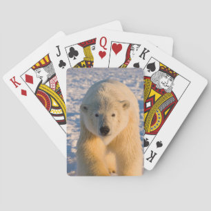 polar bear, Ursus maritimus, polar bear on ice Playing Cards