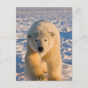 polar bear, Ursus maritimus, polar bear on ice Postcard