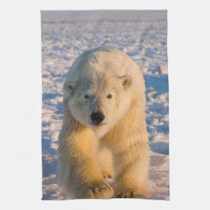 polar bear, Ursus maritimus, polar bear on ice Tea Towel