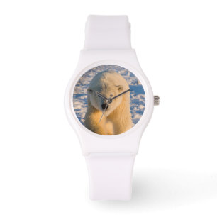 polar bear, Ursus maritimus, polar bear on ice Watch