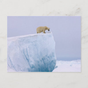 polar bear, Ursus maritimus Postcard