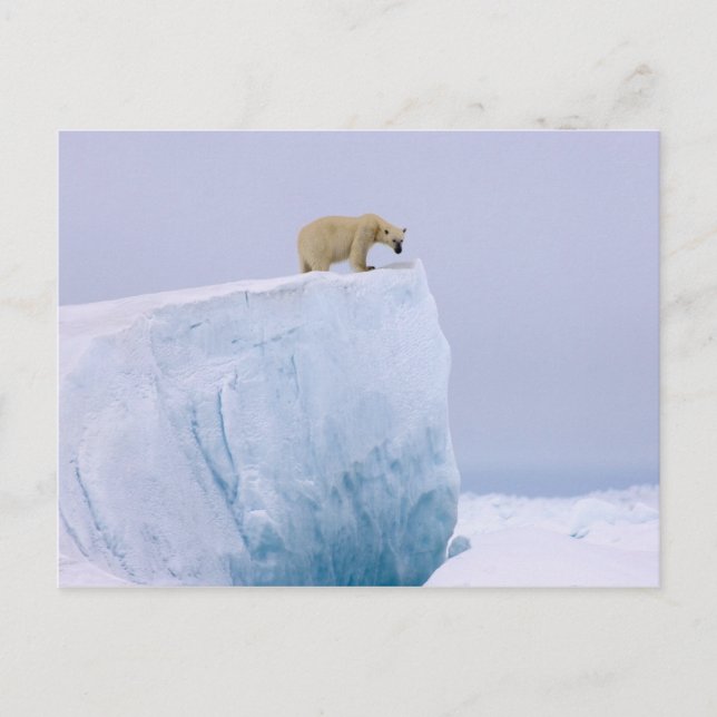polar bear, Ursus maritimus Postcard (Front)