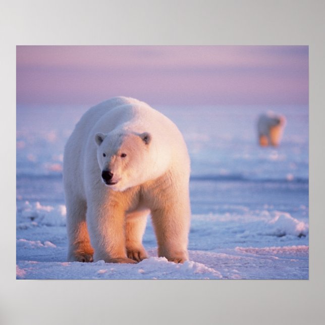 polar bear, Ursus maritimus Poster (Front)