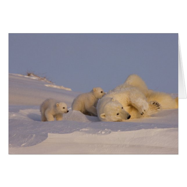 polar bear, Ursus maritimus, sow playing (Front Horizontal)