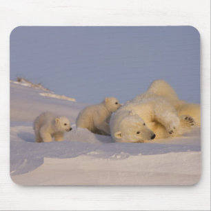 polar bear, Ursus maritimus, sow playing Mouse Mat