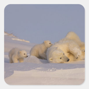 polar bear, Ursus maritimus, sow playing Square Sticker