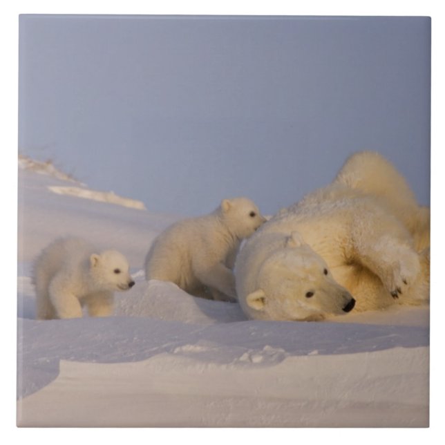 polar bear, Ursus maritimus, sow playing Tile (Front)