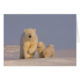 polar bear, Ursus maritimus, sow with newborn