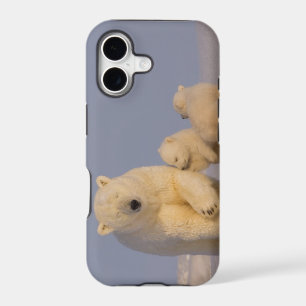 polar bear, Ursus maritimus, sow with newborn
