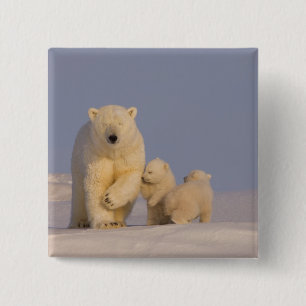 polar bear, Ursus maritimus, sow with newborn 15 Cm Square Badge