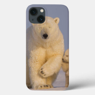 polar bear, Ursus maritimus, sow with newborn 3 iPhone 13 Case