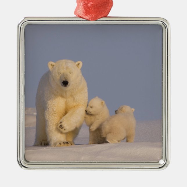 polar bear, Ursus maritimus, sow with newborn Metal Tree Decoration (Front)