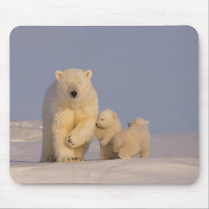 polar bear, Ursus maritimus, sow with newborn Mouse Mat