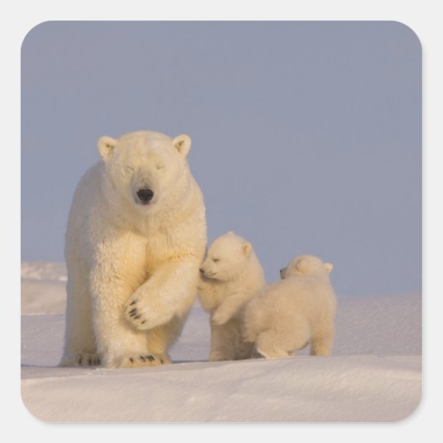 polar bear, Ursus maritimus, sow with newborn Square Sticker (Front)