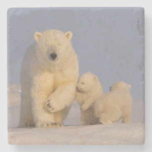 polar bear, Ursus maritimus, sow with newborn Stone Coaster