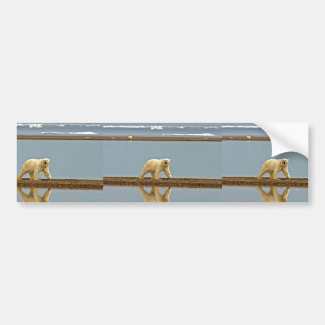 Polar bear walking along the coast bumper sticker (Front)