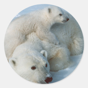 Polar_bear_with_cub Gifts Classic Round Sticker