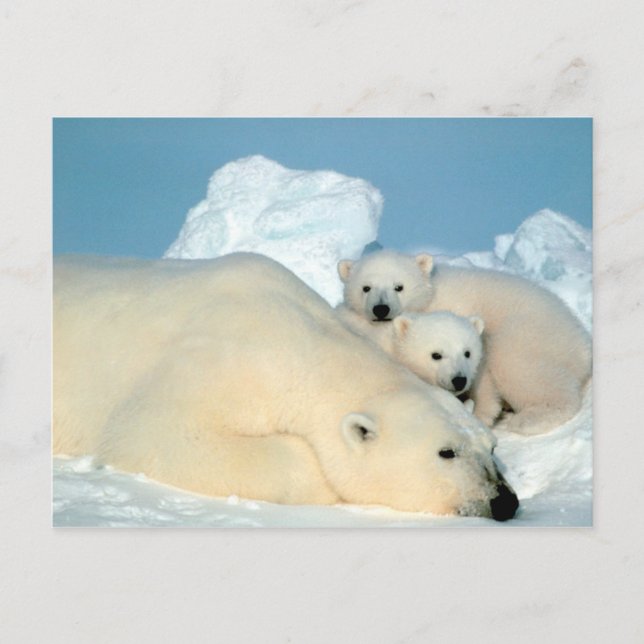 polar bear with cubs postcard (Front)