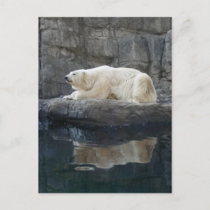 Polar Bear with Reflection Postcard