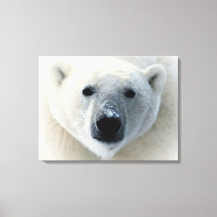 Polar Bear Wrapped Canvas